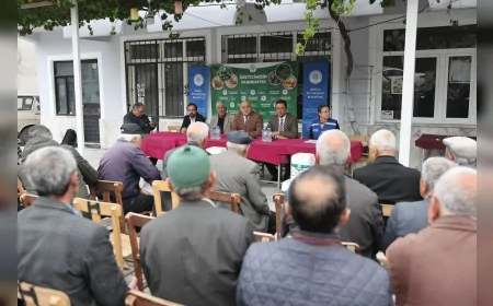 Muğla Büyükşehir Belediyesi çam fıstığında verim kaybına karşı doğal yöntemlerle sahada mücadele başlattı!