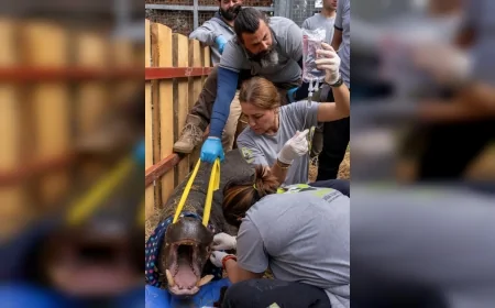 İzmir Büyükşehir Belediyesi Doğal Yaşam Parkı’nda veterinerler ceylan yavrusunu hayata döndürdü