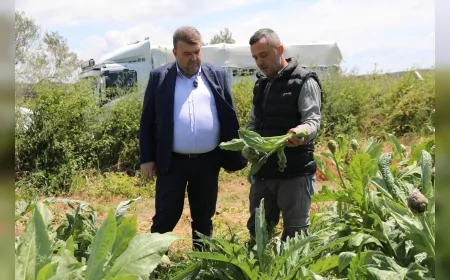 Seferihisar Belediye Başkanı İsmail Yetişkin Enginar Hasadına Katıldı Üreticilerle Tarlada Buluştu