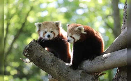 Bursa Hayvanat Bahçesi’nde Doğan Kızıl Panda ve Dev Karıncayiyen Yavruları Nesli Tehlikedeki Türlere Umut Oldu