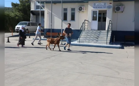 Muğla Büyükşehir Belediyesi Kurban Bayramı Öncesi Mezbahalarda Hazırlıkları Tamamladı