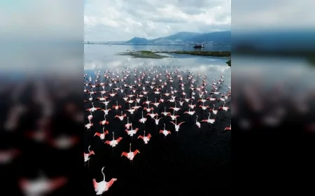 İZDENİZ Bayramda Flamingo Yolu Turlarıyla Gediz Deltası’nda Doğa Tutkunlarını Ağırlayacak