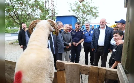Canik Belediyesi Kurban Pazarı yoğun ilgi görüyor, veteriner denetimiyle güvenli satış öne çıkıyor