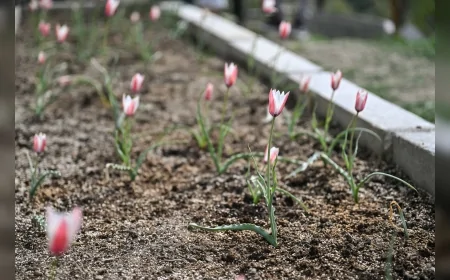 Bornova Belediye Başkanı Ömer Eşki: “Nesli tükendiği düşünülen Bornova Lalesi yeniden çiçek açtı”