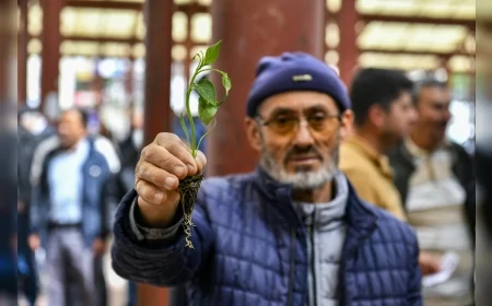 Ankara Büyükşehir Belediyesi 25 İlçede 8 Milyon Sebze Fidesi Dağıttı Üreticilere Yüzde 50 Hibe Desteği Sağlandı