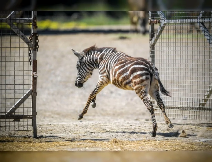 İzmir Doğal Yaşam Parkı’nda annesini kaybeden zebra Gözde’ye zürafalar sahip çıktı