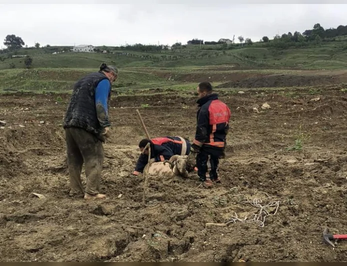 Yalova İtfaiyesi çamura saplanan kurbanlık koçu titiz operasyonla kurtardı