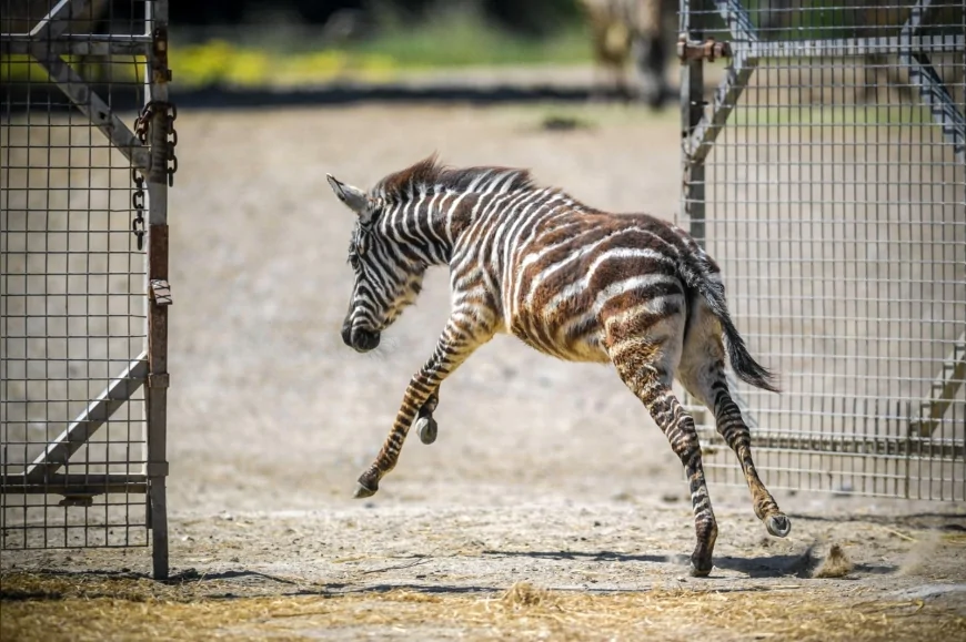 İzmir Doğal Yaşam Parkı’nda annesini kaybeden zebra Gözde’ye zürafalar sahip çıktı