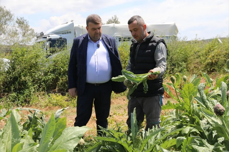 Seferihisar Belediye Başkanı İsmail Yetişkin Enginar Hasadına Katıldı Üreticilerle Tarlada Buluştu