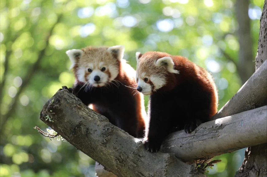 Bursa Hayvanat Bahçesi’nde Doğan Kızıl Panda ve Dev Karıncayiyen Yavruları Nesli Tehlikedeki Türlere Umut Oldu