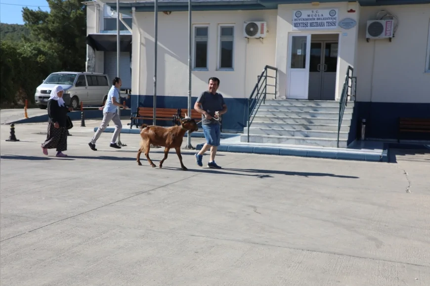 Muğla Büyükşehir Belediyesi Kurban Bayramı Öncesi Mezbahalarda Hazırlıkları Tamamladı