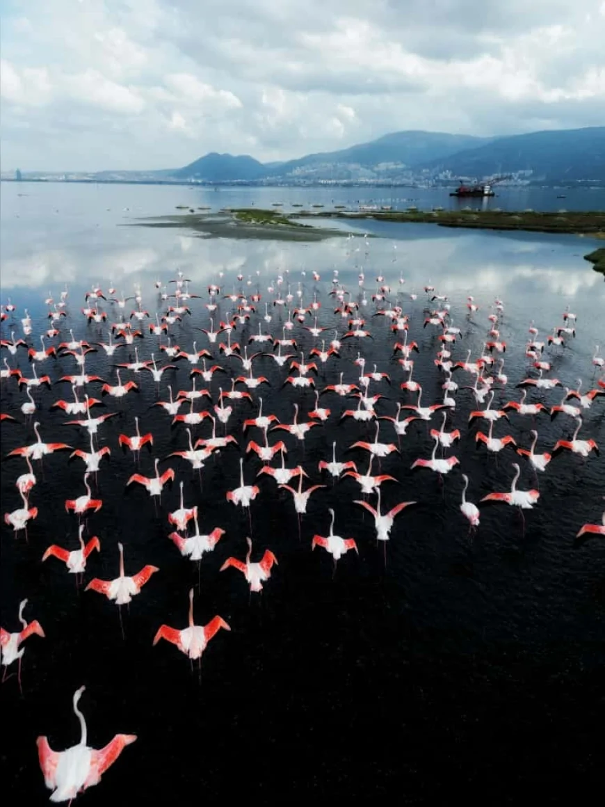 İZDENİZ Bayramda Flamingo Yolu Turlarıyla Gediz Deltası’nda Doğa Tutkunlarını Ağırlayacak