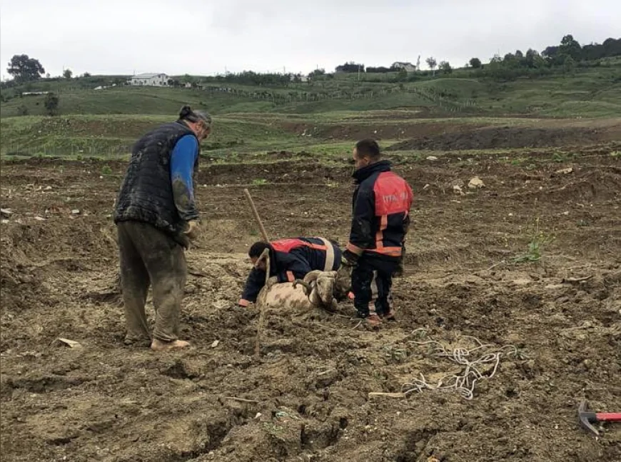 Yalova İtfaiyesi çamura saplanan kurbanlık koçu titiz operasyonla kurtardı