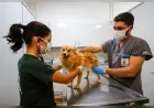 İzmir Büyükşehir Belediyesi Pako Kampüsü’nde kurulan Merkezi Sterilizasyon Ünitesi ile hayvan sağlığında yeni dönem başladı