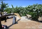 Manisa Büyükşehir Belediye Başkanı Besim Dutlulu: “Çimentepe’nin bağları susuz kalmayacak”