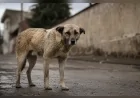 İçişleri Bakanlığı Şanlıurfa'daki Sahipsiz Köpek Saldırısı İçin Mülkiye Müfettişi Görevlendirdi