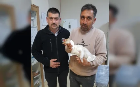 Karakoçan’da Atmacanın Yaraladığı Kaz İçin Hastaneye Gidildi, İlk Müdahaleyi Güvenlik Görevlisi Yaptı