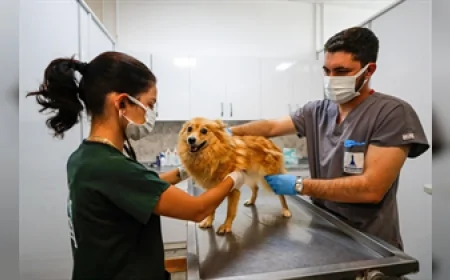 İzmir Büyükşehir Belediyesi Pako Kampüsü’nde kurulan Merkezi Sterilizasyon Ünitesi ile hayvan sağlığında yeni dönem başladı