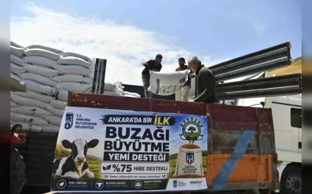 Ankara Büyükşehir Belediyesi Yüzde 75 Hibeli Buzağı Büyütme Yemi Desteğiyle 2 Bin 200 Yetiştiriciye Ulaştı