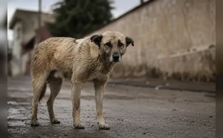 İçişleri Bakanlığı Şanlıurfa'daki Sahipsiz Köpek Saldırısı İçin Mülkiye Müfettişi Görevlendirdi