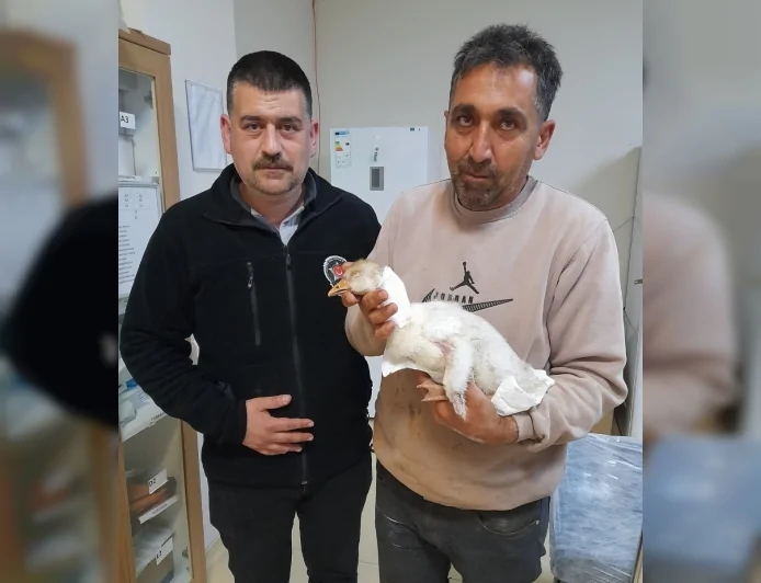 Karakoçan’da Atmacanın Yaraladığı Kaz İçin Hastaneye Gidildi, İlk Müdahaleyi Güvenlik Görevlisi Yaptı