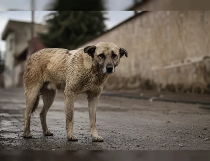İçişleri Bakanlığı Şanlıurfa'daki Sahipsiz Köpek Saldırısı İçin Mülkiye Müfettişi Görevlendirdi