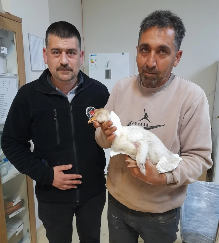 Karakoçan’da Atmacanın Yaraladığı Kaz İçin Hastaneye Gidildi, İlk Müdahaleyi Güvenlik Görevlisi Yaptı