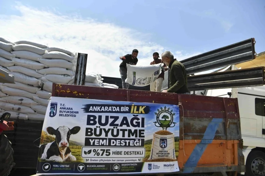 Ankara Büyükşehir Belediyesi Yüzde 75 Hibeli Buzağı Büyütme Yemi Desteğiyle 2 Bin 200 Yetiştiriciye Ulaştı