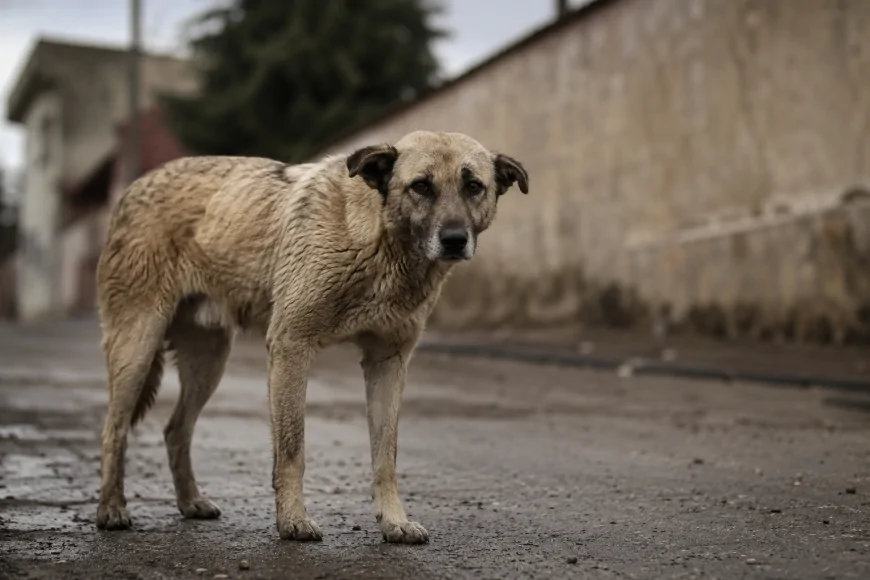 İçişleri Bakanlığı Şanlıurfa'daki Sahipsiz Köpek Saldırısı İçin Mülkiye Müfettişi Görevlendirdi