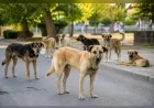 İçişleri Bakanlığı sahipsiz sokak hayvanlarına ilişkin incelemelerde üç belediye başkanı hakkında işlem başlatıldığını açıkladı