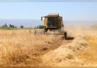Efeler Belediyesi Kadın Emeği Tarımsal Ürün Fabrikası'nda Enginar Sezonu Tamamlandı Ege Otlarının Üretimine Geçildi!