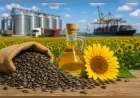 Ticaret Bakanlığı Yağlık Ayçiçeği Tohumu Hasadı Öncesi Üretici ve Tüketiciyi Koruyacak Tarife Kontenjanını Açtı