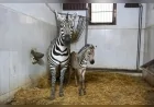 Bursa Hayvanat Bahçesi’nde Zebra Ailesi Büyüyor, Yeni Yavru Ygritte İlgi Odağı Oldu