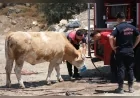 Muğla Büyükşehir Belediyesi İtfaiyesi Yangın Sahasında İneklere Temiz Su Vererek Örnek Davranış Sergiledi
