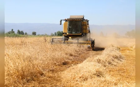 Efeler Belediyesi Kadın Emeği Tarımsal Ürün Fabrikası'nda Enginar Sezonu Tamamlandı Ege Otlarının Üretimine Geçildi!