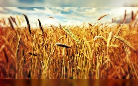 Odunpazarı Belediyesi Kalkanlı Mahallesi'nde Düzenleyeceği Tarla Günü Etkinliğinde Üreticiler Ve Paydaş Kurumları Bir Araya Getirecek