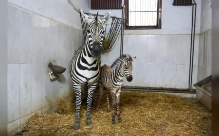 Bursa Hayvanat Bahçesi’nde Zebra Ailesi Büyüyor, Yeni Yavru Ygritte İlgi Odağı Oldu