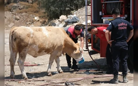 Muğla Büyükşehir Belediyesi İtfaiyesi Yangın Sahasında İneklere Temiz Su Vererek Örnek Davranış Sergiledi