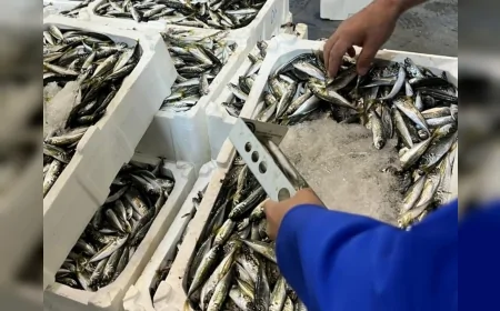 İzmir İl Tarım ve Orman Müdürlüğü Buca Balık Hali'nde 241 kilogram yasa dışı su ürününe el koydu