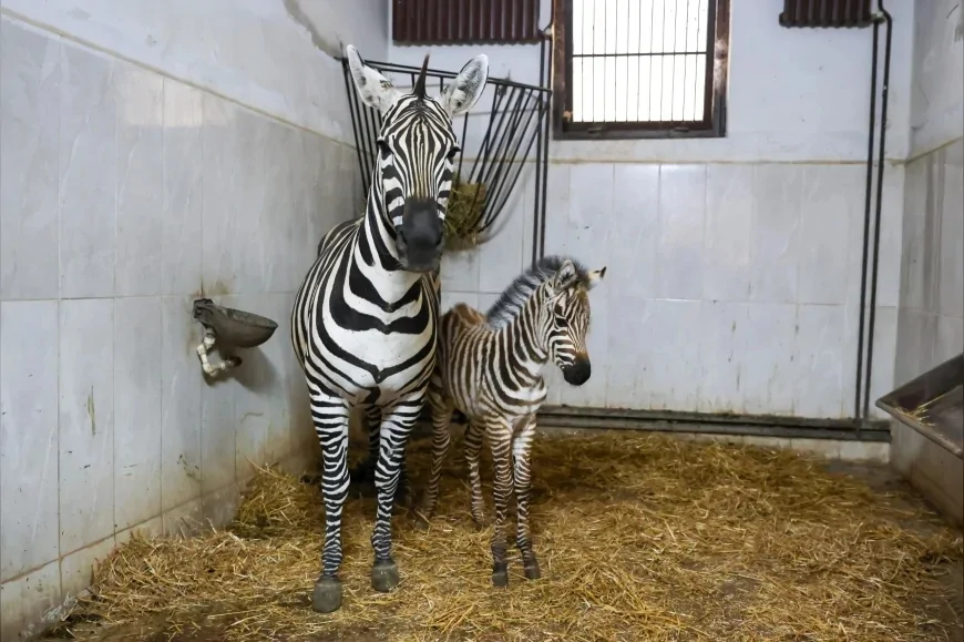Bursa Hayvanat Bahçesi’nde Zebra Ailesi Büyüyor, Yeni Yavru Ygritte İlgi Odağı Oldu