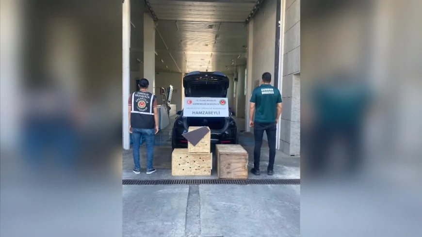 Ticaret Bakanlığı 4 CITES Kapsamındaki Yaban Hayvanını Edirne Hamzabeyli Gümrük Kapısı'nda Kaçakçılardan Kurtardı
