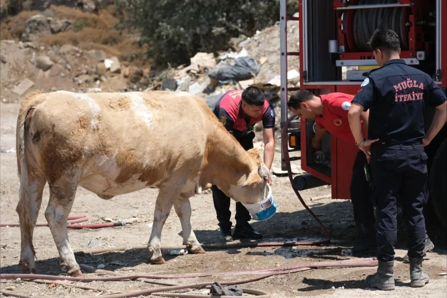 Muğla Büyükşehir Belediyesi İtfaiyesi Yangın Sahasında İneklere Temiz Su Vererek Örnek Davranış Sergiledi