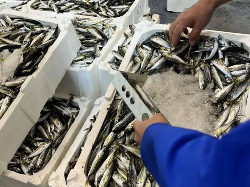 İzmir İl Tarım ve Orman Müdürlüğü Buca Balık Hali'nde 241 kilogram yasa dışı su ürününe el koydu