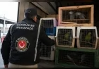 Ticaret Bakanlığı Gümrükler Muhafaza ekiplerinden 29 operasyonda 58 bin 519 canlı hayvana kaçakçılık müdahalesi