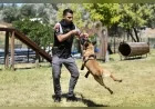 Ankara Büyükşehir Belediyesi’nin 14 K9 köpeği Başkent’te park ve tarihi bölgelerde 7 gün 24 saat görev yapıyor