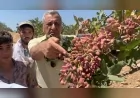 CHP Gaziantep Milletvekili Hasan Öztürkmen: “Fıstık ithalatına izin verilmemeli, yerli üretici desteklenmeli