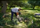Tepebaşı Belediyesi, kent genelindeki yeşil alanlar için bakım ve budama çalışmalarını sürdürüyor