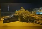 Çorum’da rüzgarın devirdiği çam ağacı otomobil ve hastane araçlarına zarar verdi
