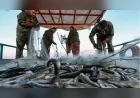 TÜRKİYE’DE DENİZLERDE BALIKÇILIKTA YENİ AV SEZONU 1 EYLÜL’DE BAŞLIYOR