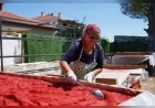 Küçükköy’de kadınların emeği Ayvalık güneşiyle buluşarak geleneksel salçaya dönüşüyor